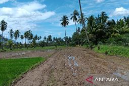 Krisis irigasi ancam gagal panen puluhan hektare sawah di Batang Angkola Tapsel