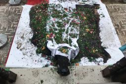 Prosesi pengukuhan gelar adat besar melalui menginjak kepala kerbau