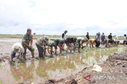 Kodim 0432 bersama Satgas Babel genjot swasembada pangan di Bangka Belitung