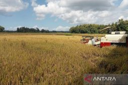 Pemkab Bantul melakukan percepatan tanam padi di empat kecamatan