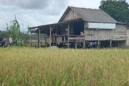 Bulog serap 500,802 ton gabah kering petani Bangka Selatan