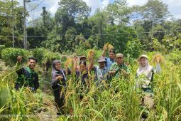 Kelompok Tani Suku Anak Dalam tumbuhkan harapan kemandirian pangan