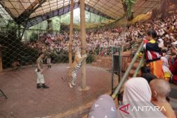 Taman Safari Indonesia menjawab tudingan eksploitasi pemain sirkus