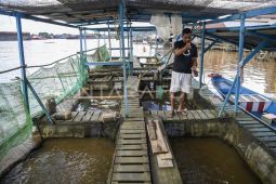 Budi daya ikan air tawar di Samarinda