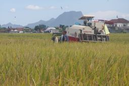 Petani Tulungagung keluhkan harga gabah di bawah HET