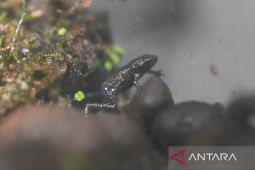 Taman Safari Bogor mengembangbiakkan kodok merah yang hampir punah
