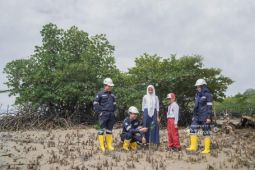 PT Timah tanam ratusan ribu mangrove dukung "Net Zero Emission"