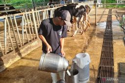 Peternak sapi rasakan peningkatan keuntungan berkat adanya kebutuhan susu Program MBG