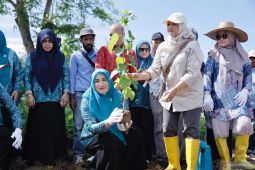 Tanam murbei, Dekranasda dorong pengembangan industri sutera lokal Aceh
