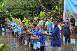 Pemkab Mabar dan Telkom Indonesia tanam anakan mangrove