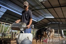 Libatkan warga, peternakan Sumedang hasilkan ratusan liter susu untuk program MBG