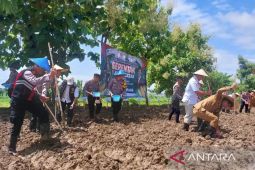 Pemkab Sampang tanam jagung dan padi di 51 hektare lahan tidur