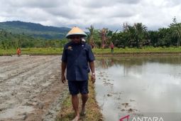 Pemkab Jayapura siap bangun irigasi aliri sawah Distrik Namblong