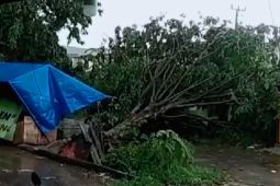 Sejumlah pohon tumbang akibat hujan deras disertai angin kencang di Karawang