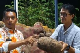 Bupati Sidrap bertekad galakkan budidaya Porang jadi komuditi ekspor