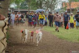 Karapan kambing Probolinggo