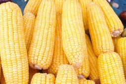 Produksi palawija Januari-Maret 2025 Kabupaten Lebak capai 2.167 ton