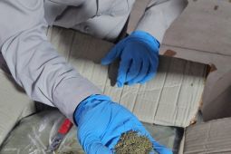 Barantin memastikan ekspor kratom ke India penuhi persyaratan