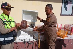 Karantina Lampung gagalkan penyeludupan satwa liar jenis kura-kura dan ular