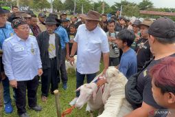 TNI AU menjadikan Bogor pusat Kontes Domba Kambing Nasional