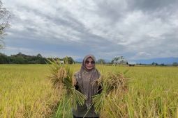 Aceh Besar dapat bantuan 115 ton benih