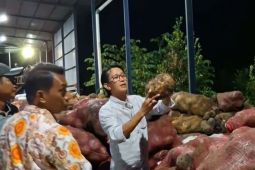 Porang jadi komoditas andalan baru di Kabupaten Sidrap