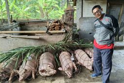 Badung periksa babi layak potong jelang Hari Raya Galungan