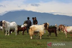 FOTO - Kontes domba dan kambing HUT TNI AU di Aceh