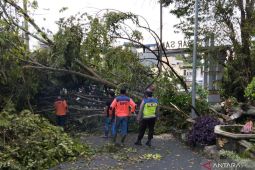 BPBD OKU Selatan evakuasi pohon tumbang di ruas  jalan utama