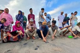 Pegiat konservasi penyu di Manggarai Barat amankan ratusan telur dari predator