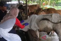 Babel masifkan vaksinasi guna cegah PMK hewan kurban