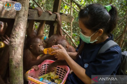 Strategi kolaborasi jaga dua subspesies orang utan di Kalbar