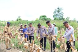 Polres SBT panen satu ton jagung dukung peningkatan ketahanan pangan