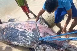 KKP menangani seekor paus terdampar di NTT