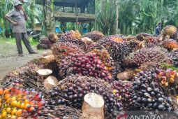 Hasil melimpah, petani di Abdya bagikan kiat sukses pengelolaan kelapa sawit
