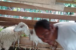 Jelang Idul Adha, Pemkab Lebak Banten awasi kesehatan hewan kurban