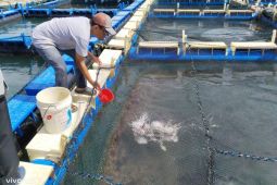 PT Timah bina Pokdakan Tuah Bersatu kembangkan budidaya kakap