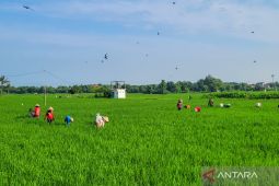 Serapan pupuk subsidi di Situbondo capai 20 persen dari alokasi