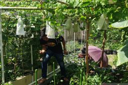 Sumsel optimalkan gerakan mandiri pangan  manfaatkan pekarangan