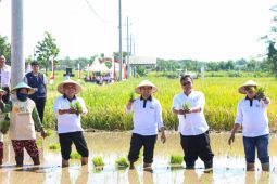 Wagub Emil apresiasi produktivitas padi di Ponorogo 7,5 ton per ha