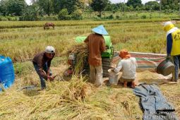 Gubernur apresiasi serapan gabah di Sulsel melampaui target