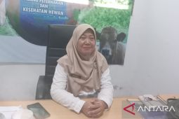 Dinpanpertan Bangka pastikan aman dari penyebaran flu babi Afrika