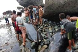 BKKPN: Sepanjang Januari-April lima mamalia terdampar di NTT