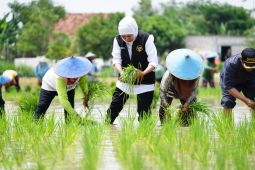 Jatim sumbang 25 persen laju tanam padi nasional
