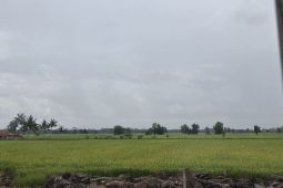 Lampung targetkan produksi padi capai 3,5 juta ton GKG di 2025