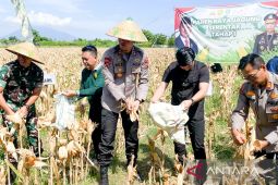 Pemkab Situbondo realisasikan 10.000 ha tanam jagung Januari-April