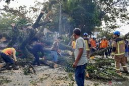 Pohon besar tumbang tutup jalan di Garut, tiga motor rusak dan satu orang luka ringan
