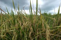 Pemprov tingkatkan tiga sektor riil dorong PE Sulut