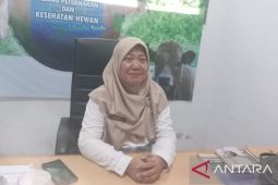 Bangka perketat pengawasan pasokan hewan kurban