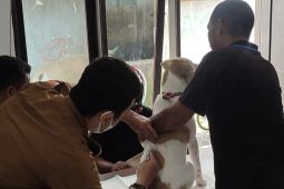 Pemkot Ambon sebut enam warga meninggal dunai akibat gigitan anjing rabies
